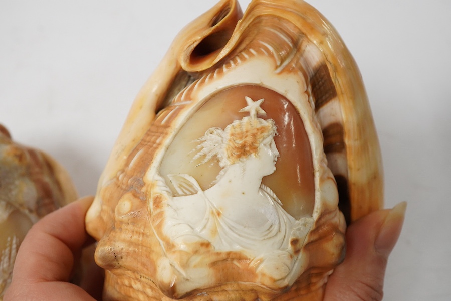 Two Neopolitan conch shells with carved cameo cartouches of Victorian ladies faces with stars above. 13.5cm high., Condition - good